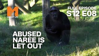 Naree Sees The Outdoors For The First Time | Season 12 Episode 8 | Full Episode | Monkey Life