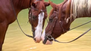 BODY, MIND, EQUINE INVITATION