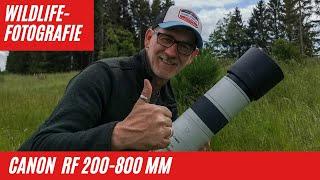 Canon RF 200-800mm an Canon EOS R8 für die Wildlife-Fotografie