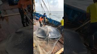 Handling Manta Ray on Deck#Busy Crew#Fishing Vessel Deck#Processing Manta Ray#Crew Work#Marine Life