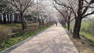 수원 황구지천 벚꽃길 아침산책 I 한국 도보여행 4k walk