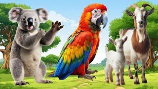 Lovely Animal Sounds Around Us: Kangaroo, Porcupine, Tiger, Skunk, Elephant - Animal Sounds