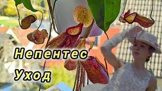 НЕПЕНТЕС УХОД В ДОМАШНИХ УСЛОВИЯХ #top #цветы #plants #garden #nature #