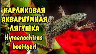 ЛЯГУШКА КАРЛИКОВАЯ АКВАРИУМНАЯ. Hymenochirus boettgeri