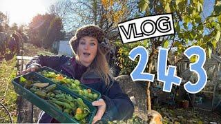 A trip to the Coast and Stripping the Chillies! Ep 243 || Plot 37