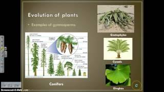 Kingdom Plantae Notes