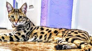  Savannah Cat Food Review ! - F1 Savannah Cats VERSACE  ARMANI