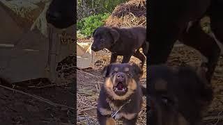 Pahadi dog | dog lover | hilli dogs | Vijay chandola | uttarakhand  #dogslife #dogster #desidog