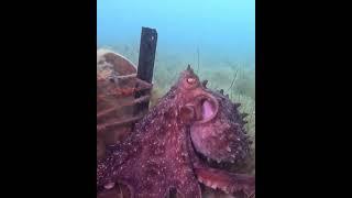 Octopus Leads Diver to Surprising Treasure