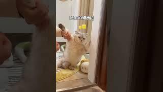 都是我养的猫，区别咋这么大！！ #阿咪