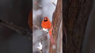 Northern cardinal Sound | Northern cardinal Sound