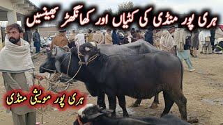 Milking Buffaloes And Kato Maal Buffaloes Latest Prices On Haripur Maweshi Mandi By My Life Channel