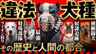 ️世界で飼育禁止・違法の危険犬種7選 -その歴史と人間の都合-