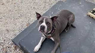 New Hampshire Dog Trainer/ Manchester Dog Trainer/ 2 year old Dog Reactive Pit Summer