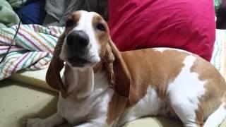 Mildred the Basset Hound Howling