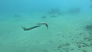 Mating or Fighting? Trumpetfish in Jemeluk Bay - Dark Horizon Diving