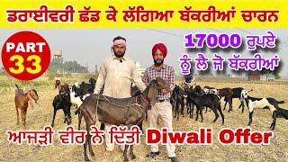 ਆਜੜੀ ਨੇ ਦਿੱਤੀ Diwali Offer ਸਿਰਫ 17000 ਦੀ ਬੱਕਰੀ (PART 33) Goat farming #Goat #Farming #goats