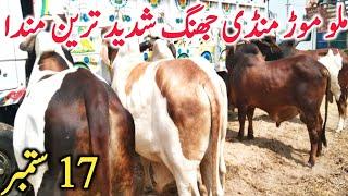 Malumor Mandi Jhang Dajili Dhani Sahiwal Cholistani Bachre 2023 || Global Village Farming