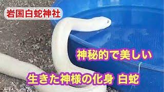 白蛇が水を飲む場面に出会いました