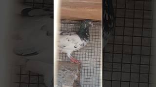 ch sakhi ke teddy kabooter | sheikhpegioncornor #viralvideo #shorts #shortsvideo #pigeon