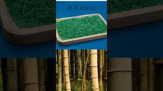 Have you ever eaten bamboo rice? #shorts #facts #video #motivation