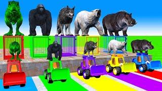 5 Giant Duck Cartoon,Cow,Hippo,T rex,Bear,Monkey Paint Wild Animals Crossing Fountain Animation