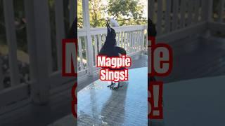 How to train a magpie to sing