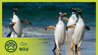 Falkland Islands: Penguin Paradise - Wildest Islands - Go Wild