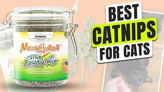 3 BEST Catnip for Cats