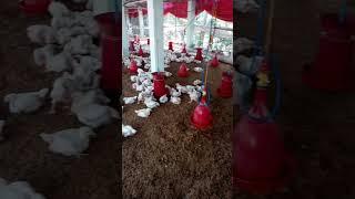 Poultry farming 32#viral #youtube shorts #farm #shorts