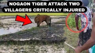 Nagaon Tiger Attack two Villagers Meghalaya Spotlight