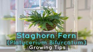 Staghorn Fern (Platycerium Bifurcatum) Growing Tips