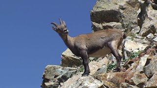 Alpi Marittime Dalle Terme di Valdieri al rif Morelli e Colle del Chiapous