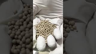 Alfalfa seeds granulation by seed pellet machine #granulator #granulation #pellet #alfalfacoater