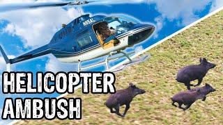 Hunting Hogs and Coyotes From A Helicopter