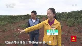 [远方的家]最美是家乡——海南 “植物钻石”——沉香| CCTV中文国际