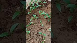 growing coriander from seed update of 5 days