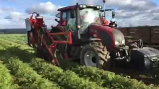 Dewulf P3K Profi demo 2016 carrot harvester - DEMO AGRO JUREK