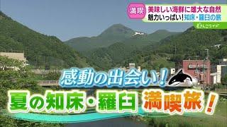 感動の出会い！夏の知床・羅臼満喫旅！【どさんこワイド179】2024.07.17放送