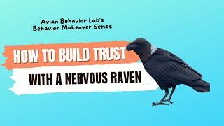 Building trust with a nervous raven - why counter conditioning won't help you