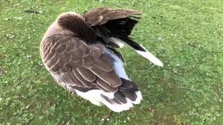 Funny Duck in Düsseldorf (Germany)  // Witzige Ente im Düsseldorfer Stadtpark