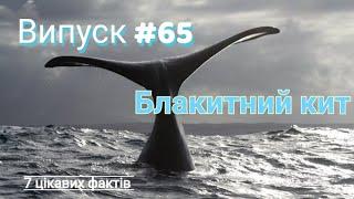 7 цікавих фактів  #65 "Блакитний кит"