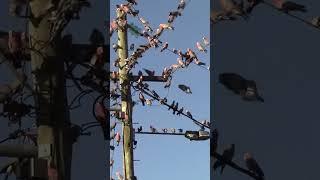 Wild Galahs in Action: Flocking & Calls 