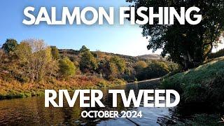 Salmon fishing on the river Tweed, Scotland - October 2024