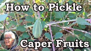 How to Pickle Caper Fruit. One of the things we do yearly in our Turkish Village Çandır (Köyceğiz)