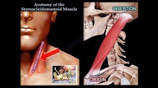 Anatomy Of The Sternocleidomastoid Muscle - Everything You Need To Know - Dr. Nabil Ebraheim