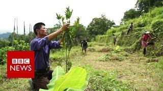 Will organic revolution boost farming in India? - BBC News