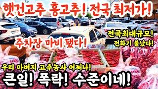 햇건고추 홍고추! 전국 최대 최저가! 주차장 마비! 최대규모! 큰일! 폭락수준이네! #고추 #건고추 #홍고추 #고추시장 #도매시장 #폭락 #할인 #음식 #김치 #김장 #도매시장 #