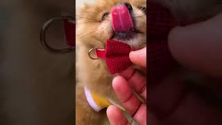 Cute and adorable dog || Katie was being replaced by a new collar #shorts