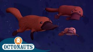 Octonauts - The Duck Billed Platypus | Cartoons for Kids | Underwater Sea Education